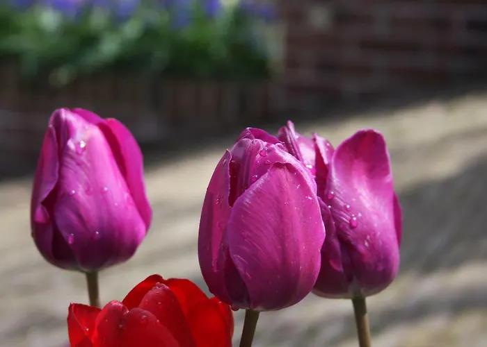 Atelier La Luna Bed and breakfast
