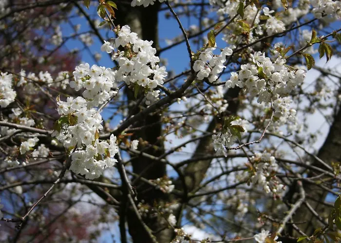 Atelier La Luna Berkenwoude
